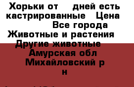   Хорьки от 35 дней есть кастрированные › Цена ­ 2 000 - Все города Животные и растения » Другие животные   . Амурская обл.,Михайловский р-н